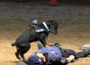 Четвероногий реаниматор - Похоронный портал