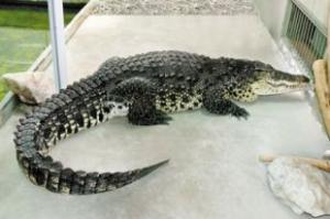 Филиппины начнут поставлять в Россию мясо крокодила - Похоронный портал
