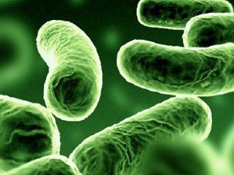 В кишечнике нашли полтысячи новых бактерий
