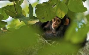 Шимпанзе поймали за "похоронным" ритуалом - Похоронный портал