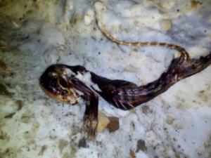 В Прикамье найден труп загадочного существа - Похоронный портал