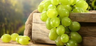 Виноград защищает от рака кожи