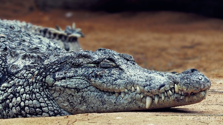 Прокуратура Тоцкого района наказала того, кто выбросил труп крокодила в лесополосе - Похоронный портал