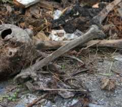 Житель Прииртышья нашел на своем участке скелет. - Похоронный портал