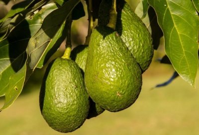 Ученые рассказали о влиянии авокадо на здоровье человека