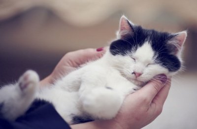 Российские ученые доказали пользу кошачьего мурчания для здоровья человека