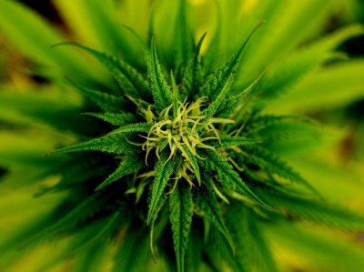 Развеян миф о медицинской пользе марихуаны