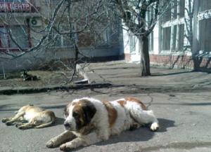 Киевские скульпторы создали памятник собаке, которая больше 10 лет прождала умершего хозяина (ФОТО) - Похоронный портал