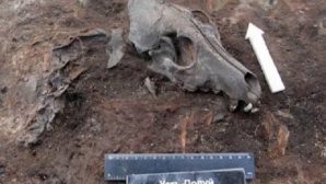 В Сибири обнаружено кладбище собак, которому 2 тысячи лет - Похоронный портал