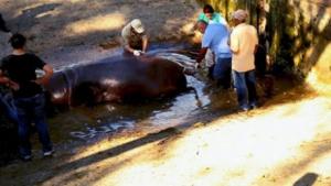 Вскрытие опровергло данные о жестоком нападении на бегемота в Сальвадоре - Похоронный портал