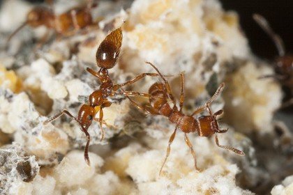 Панамские муравьи-нахлебники оказались наемниками