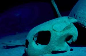 В сети появились кадры подводного кладбища черепах (видео) - Похоронный портал