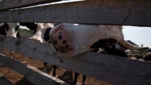 Около 5 т останков свиней и коров нашли на границе Московской области - Похоронный портал