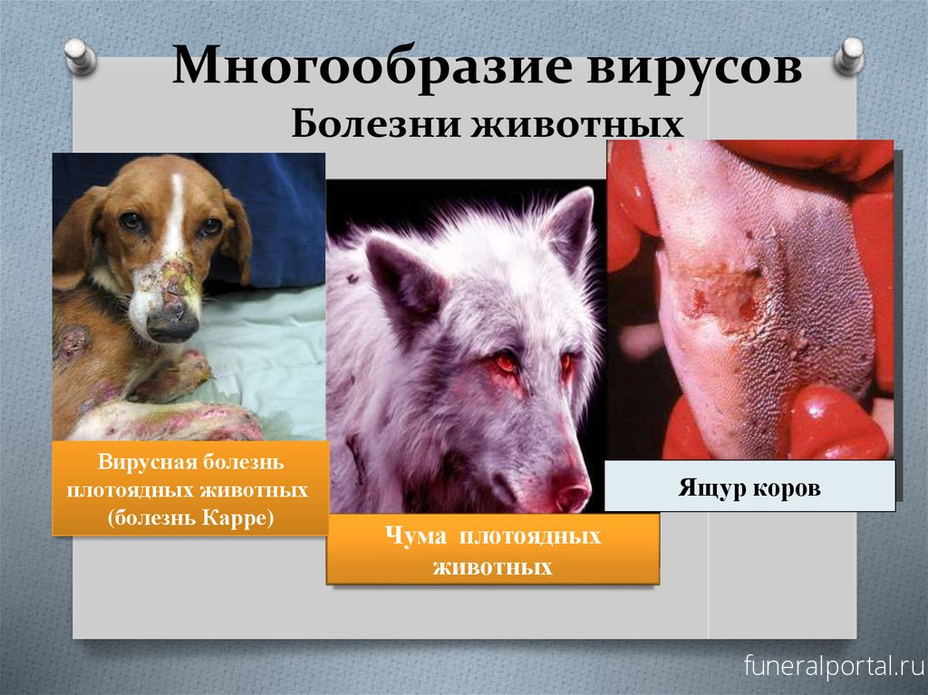 Россиян предупредили о масштабном распространении инфекций из-за захоронения животных