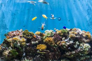 Биологи нашли неизвестную форму жизни на дне океана - Похоронный портал