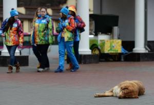 Подозреваемый в гибели тысячи собак задержан во Владивостоке - Похоронный портал