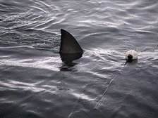 Финалиста Каннского фестиваля в Новой Зеландии съела акула. Видео - Похоронный портал
