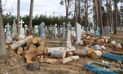 Беларусь. Старые деревья падают и ломают надгробные памятники - Похоронный портал