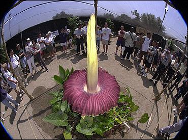 В ботаническом саду Брюсселя расцвел гигантский "трупный цветок" (Видео) - Похоронный портал
