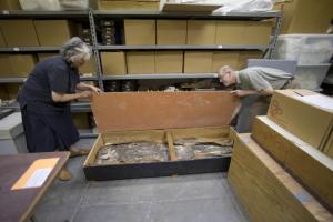 В хранилище музея в США обнаружили скелет, которому 6,5 тысяч лет - Похоронный портал
