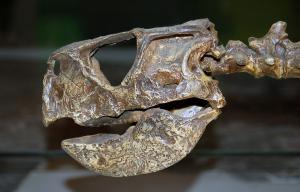 Уникальный по сохранности скелет динозавра впервые покажут в Москве - Похоронный портал