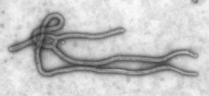 Лихорадка Эбола, последние новости: российские медики создали экспериментальную вакцину - Похоронный портал