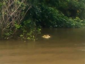 Крокодил Майкл Джексон съел рыбака в Австралии - Похоронный портал