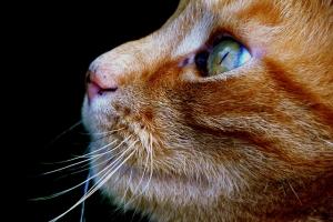 В кошачьем лотке нашли лекарство от рака - Похоронный портал