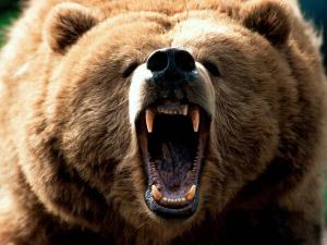 Медведь убил мужчину у аэропорта в Томской области - Похоронный портал
