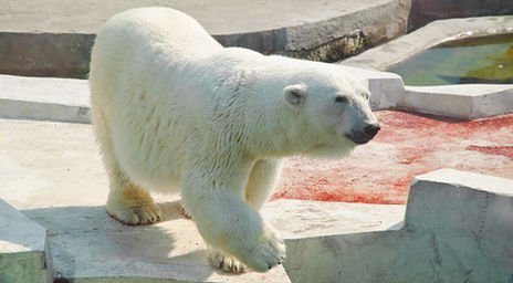 Единственный в зоопарке Аргентины белый медведь умер из-за петард - Похоронный портал