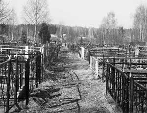 На Южном Урале разгромили сельское кладбище: подозрения пали на коров - Похоронный портал