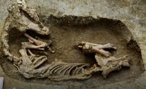 Археологи нашли на Тамани древние захоронения лошадей - Похоронный портал