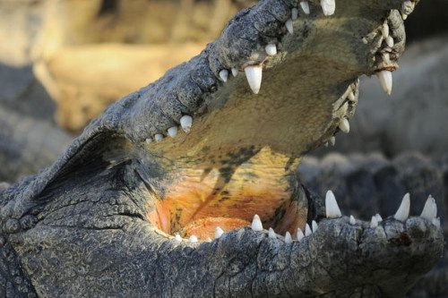 На Филиппинах умер крупнейший крокодил в мире - Похоронный портал