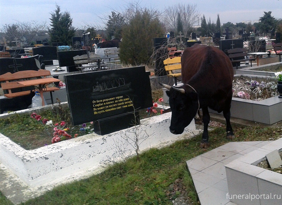 В Севастополе на могилах кладбища 5-го км пасутся коровы - Похоронный портал