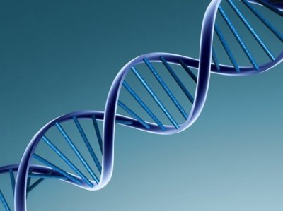 Обнаружен новый "ген долголетия"