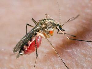 «Убийц» комаров и тараканов освободят от уголовной ответственности - Похоронный портал