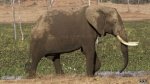 В Зимбабве более 80 слонов погибли от цианистого калия - Похоронный портал