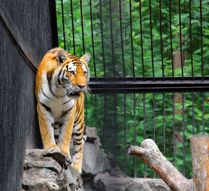 Тигры как орудие самоубийства - Похоронный портал