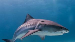 Рыбаки нашли человеческую голову в животе гигантской акулы - Похоронный портал