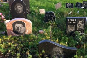 Власти Ейска озабочены появившимся кладбищем домашних животных - Похоронный портал