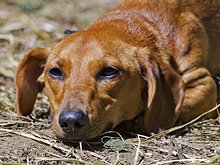 Кошки и собаки - скрытые переносчики больничных бактерий