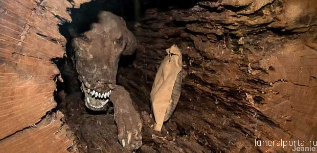 Meet “Stuckie” — The Mummified Dog Who Has Been Stuck In A Tree For Over 50 Years - Похоронный портал