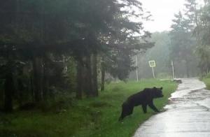 В Приморье застрелили медведя у детского сада - Похоронный портал