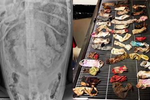Ветеринары достали из желудка собаки 43 носка - Похоронный портал