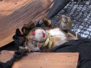 Трое детей погибли при пожаре в Оренбургской области - Похоронный портал
