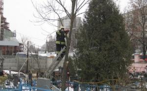 В Брянске «всем миром» пилили деревья на кладбище Советского района - Похоронный портал