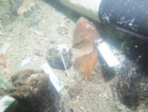 В США найдено подводное кладбище - Похоронный портал