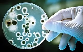 Антибиотики способствуют размножению бактерий в организме