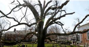На кладбище в Нью-Джерси спилили одно из самых старых деревьев в Америке - Похоронный портал