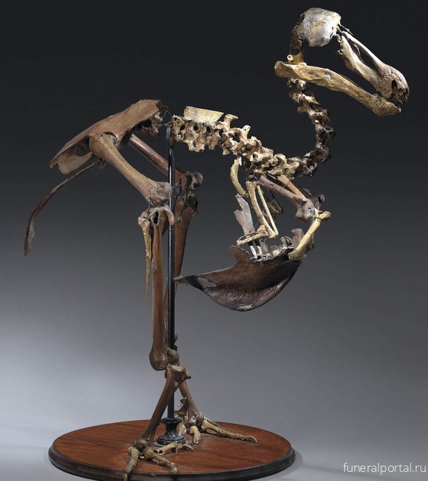 Sold: A Nearly Complete Skeleton of a Dodo - Похоронный портал